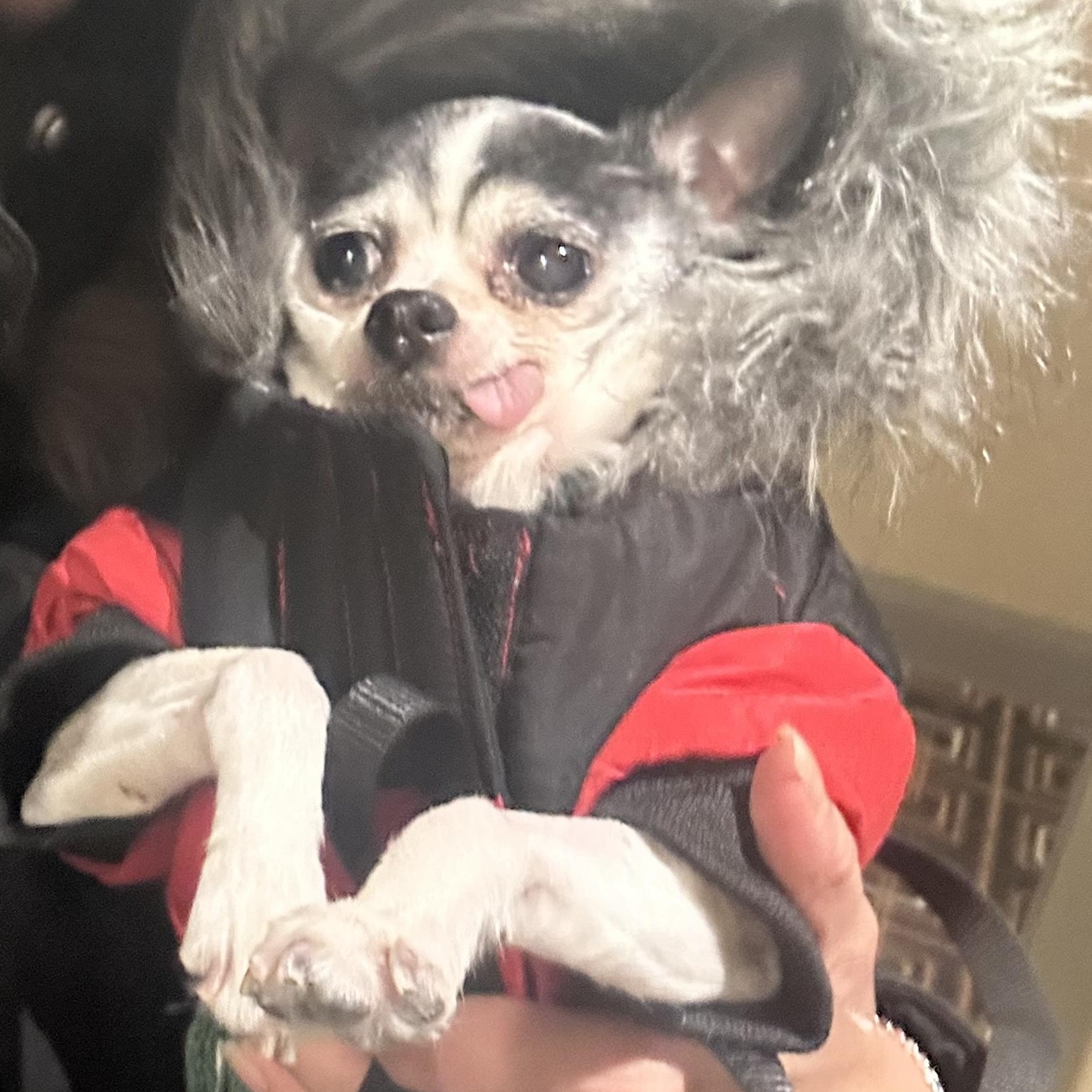 Pepette $99 ADOPTION FEE, a Adoptable Chihuahua in Scarborough, ON image 6/6