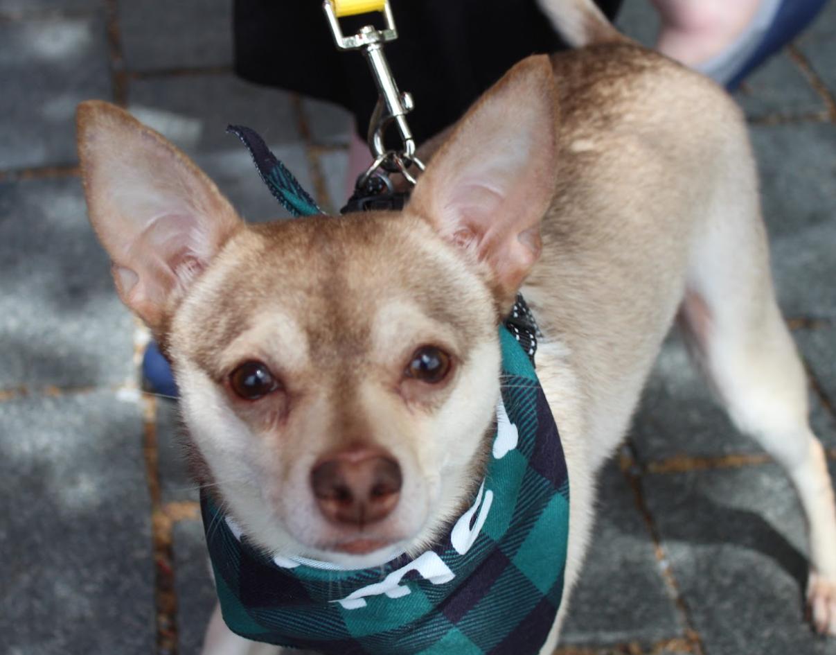 Enlarge Todd, a Adoptable mixed breed in Washington DC, DC image 3/6