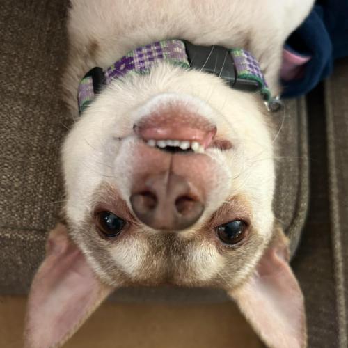 Enlarge Todd, a Adoptable mixed breed in Washington DC, DC image 4/6