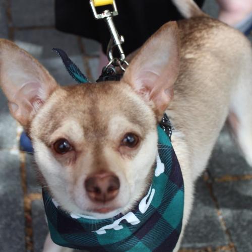 Enlarge Todd, a Adoptable mixed breed in Washington DC, DC image 5/6