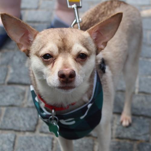 Enlarge Todd, a Adoptable mixed breed in Washington DC, DC image 6/6