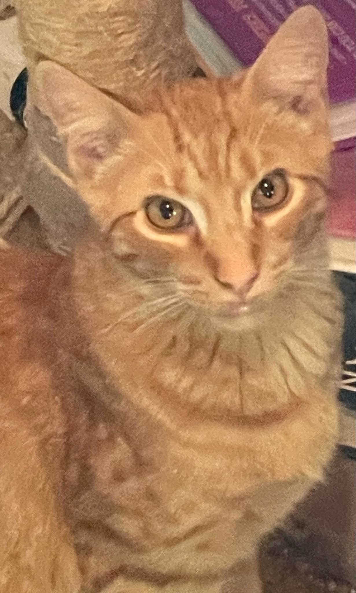 Peter photo 5