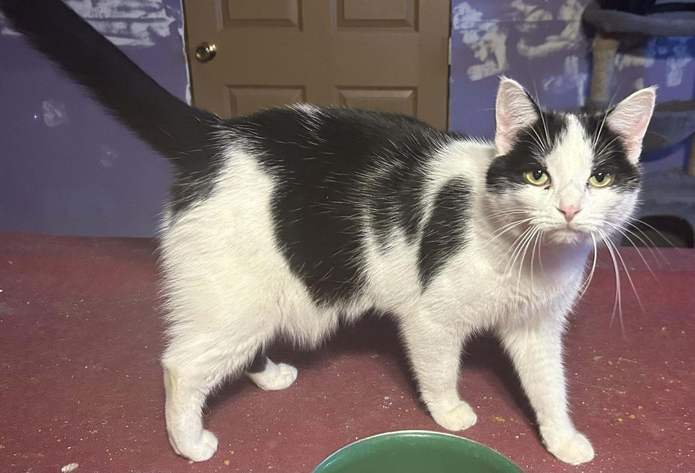 Enlarge Oreo ~ Available at PetSmart Warsaw, IN!, a Adoptable Domestic Short Hair in Rochester, IN image 1/1