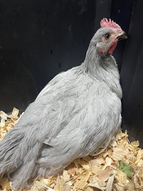 LOUIE, Adoptable, Baby Male Chicken.