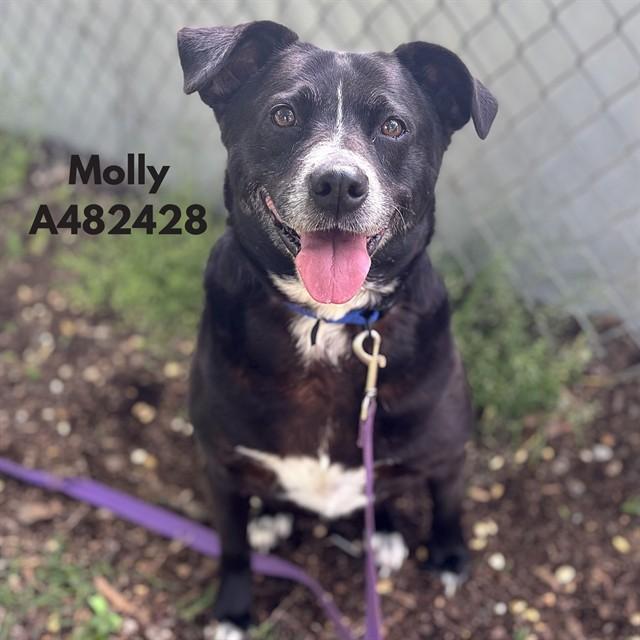 Enlarge MOLLY, a Adoptable mixed breed in Huntsville, AL image 1/1
