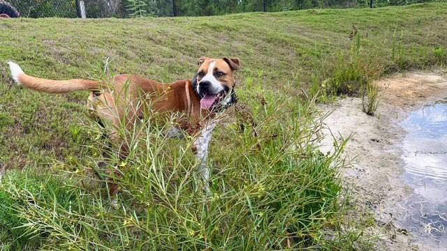 Enlarge DRAFT, a Adoptable mixed breed in Lynn Haven, FL image 1/3