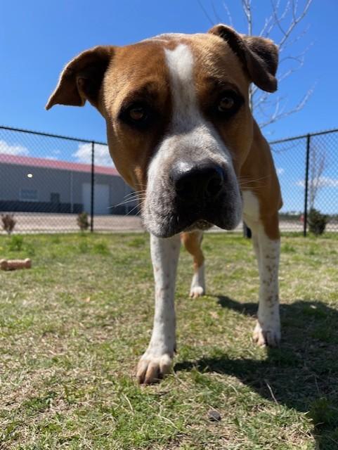 Enlarge DRAFT, a Adoptable mixed breed in Lynn Haven, FL image 3/3
