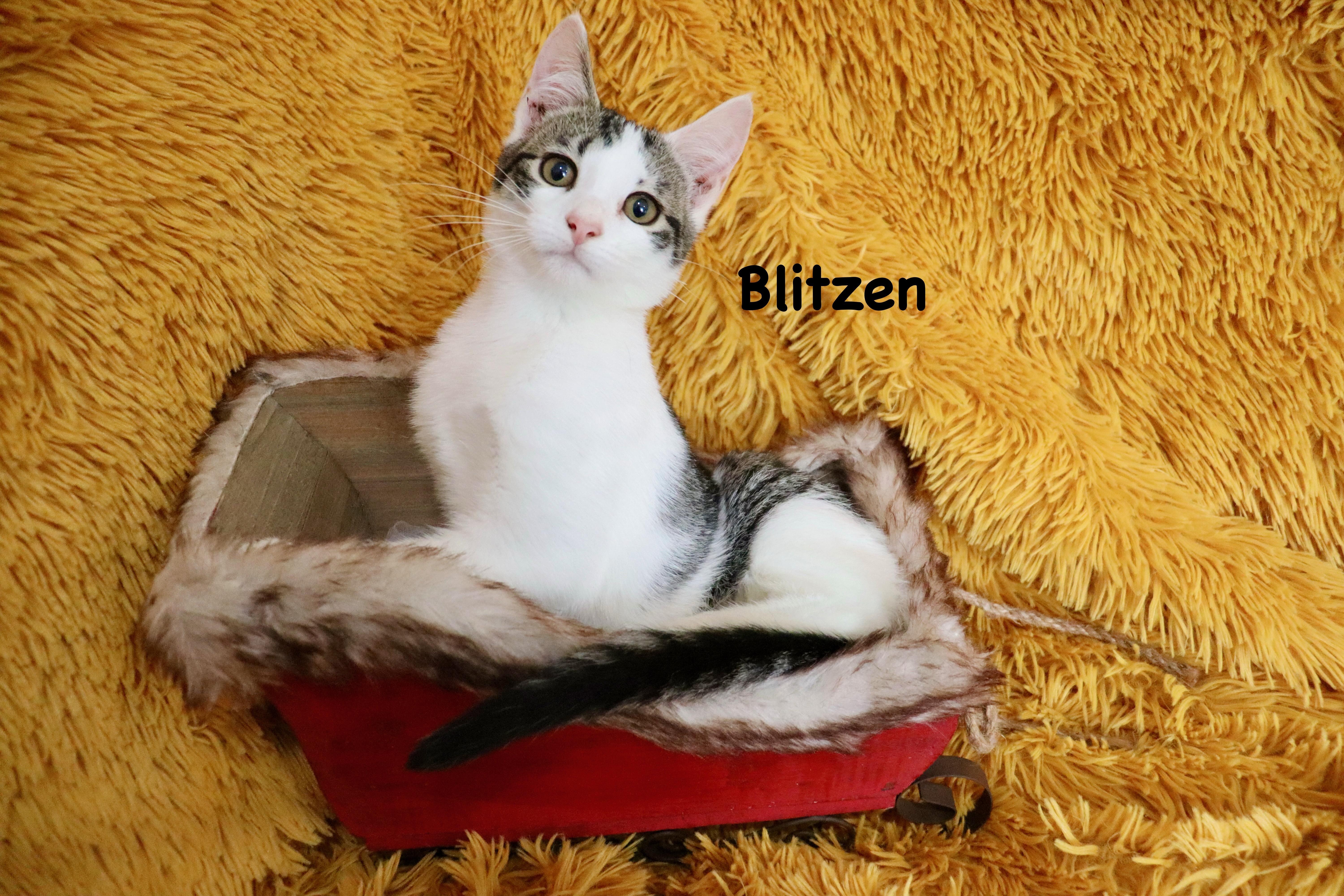 Blitzen thumbnail 4