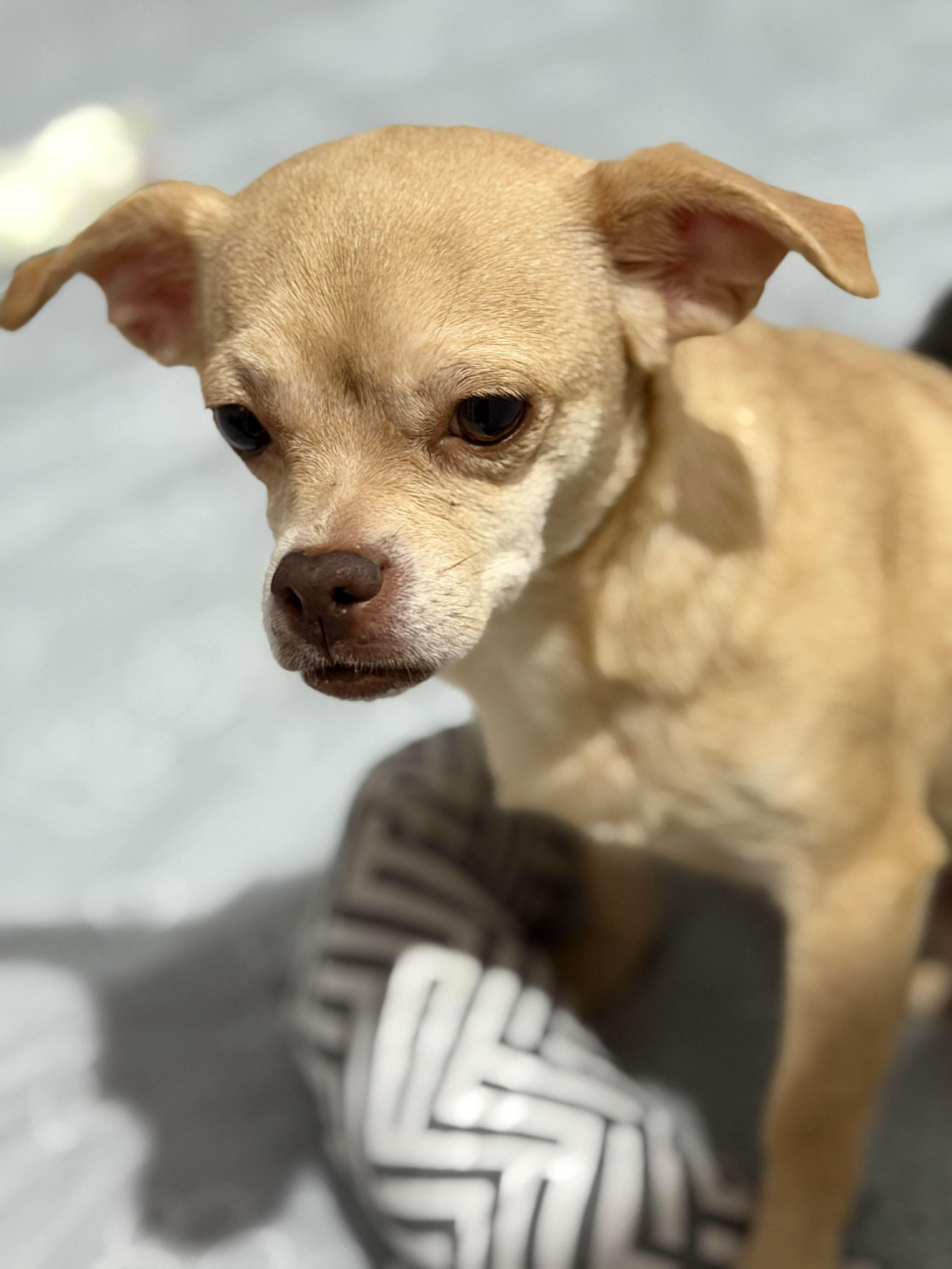 Enlarge Harper, a Adopted mixed breed in Richmond, KY image 1/6