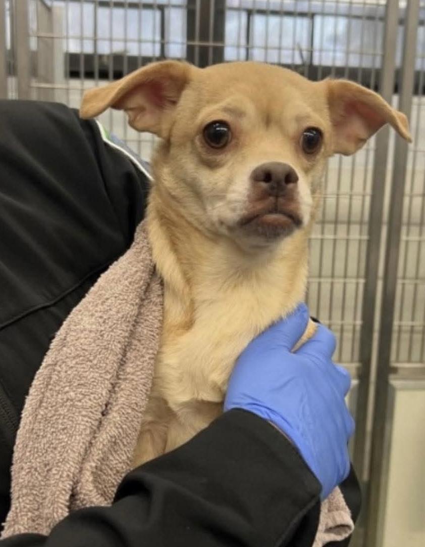 Enlarge Harper, a Adoptable mixed breed in Richmond, KY image 1/3