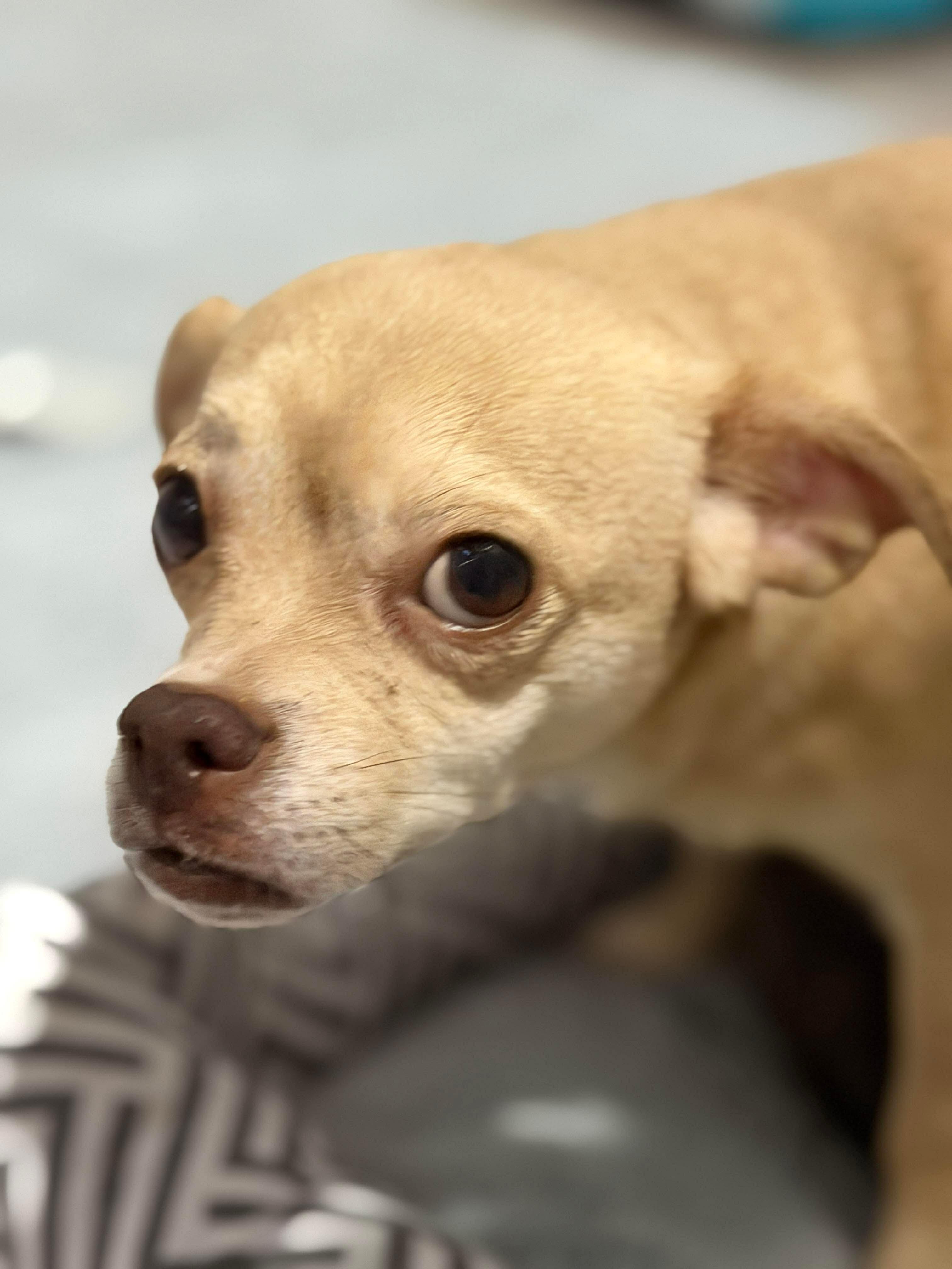 Enlarge Harper, a Adoptable mixed breed in Richmond, KY image 2/3