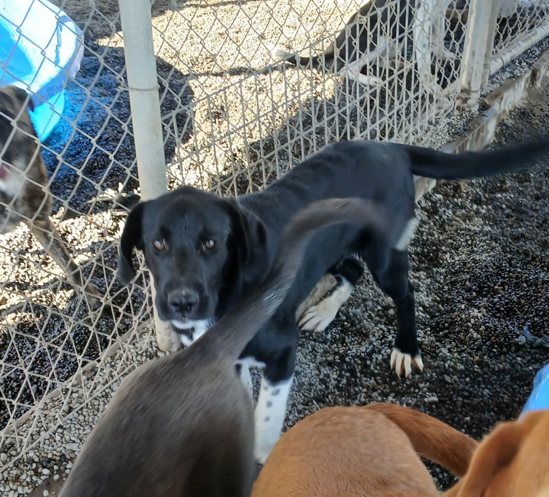 Tater, an adoptable Labrador Retriever, Anatolian Shepherd in Susanville, CA, 96130 | Photo Image 1