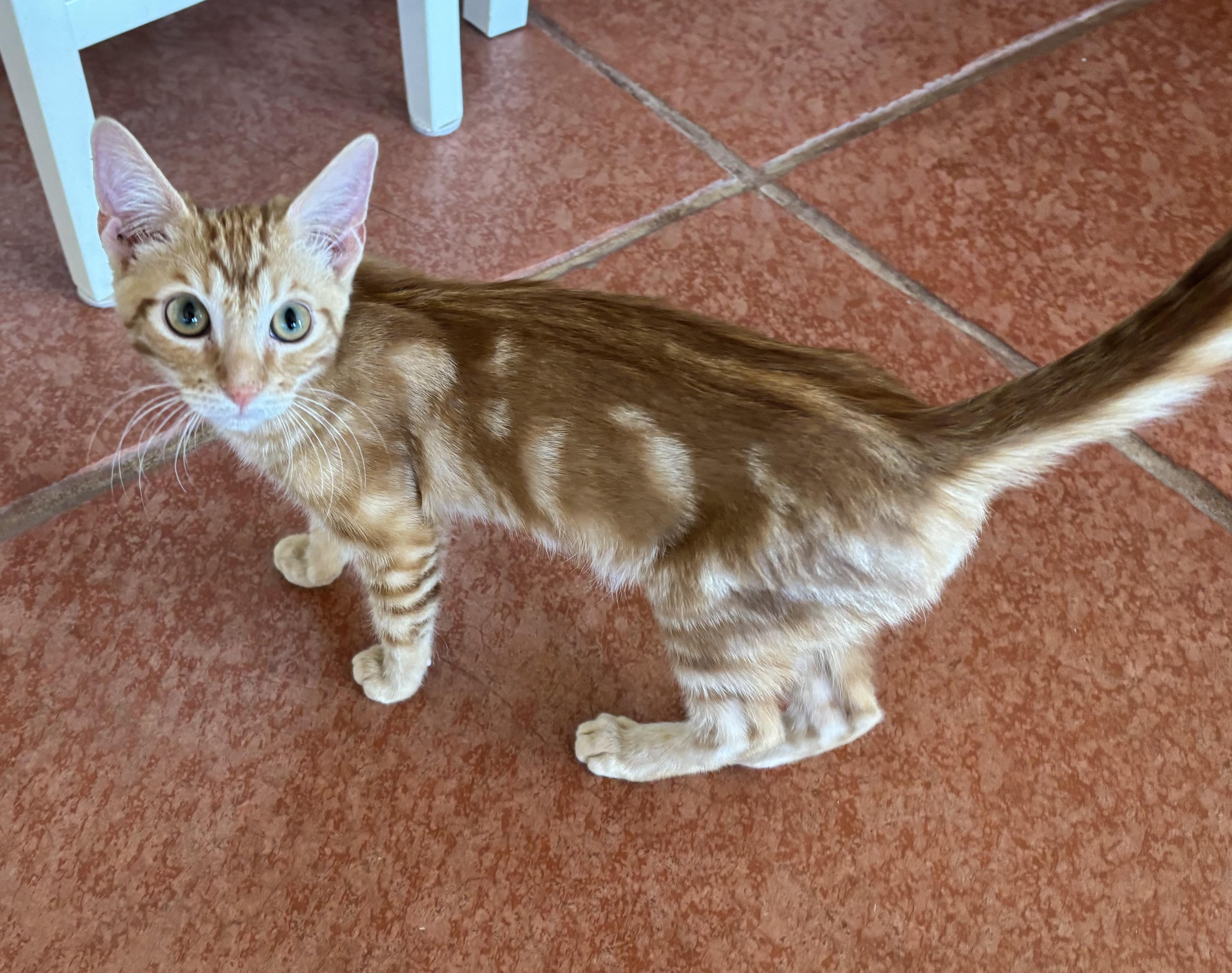 Enlarge Johnny, a Adoptable Domestic Short Hair in Sierra Vista, AZ image 3/5