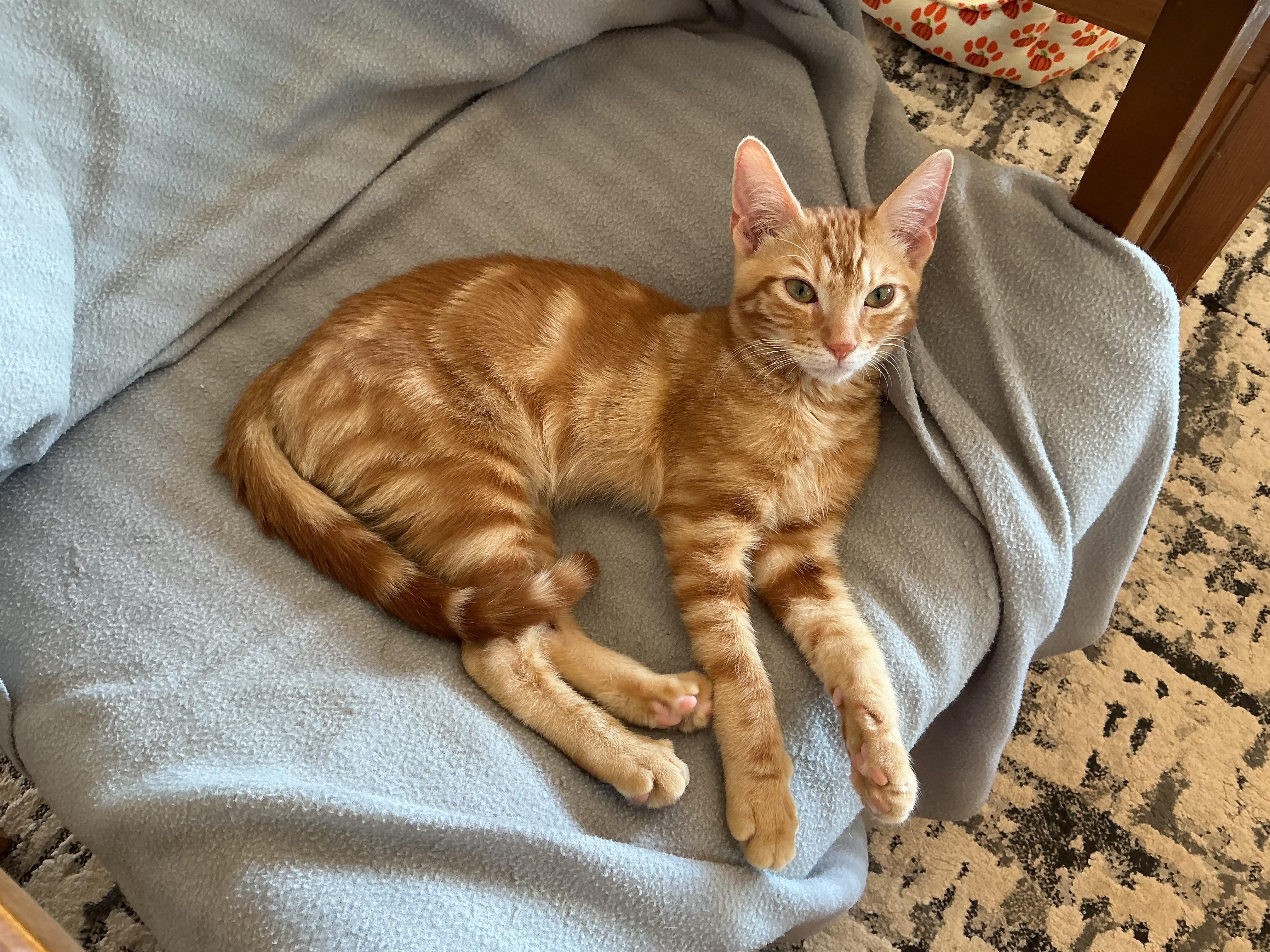 Johnny, Adoptable, Young Male Domestic Short Hair.