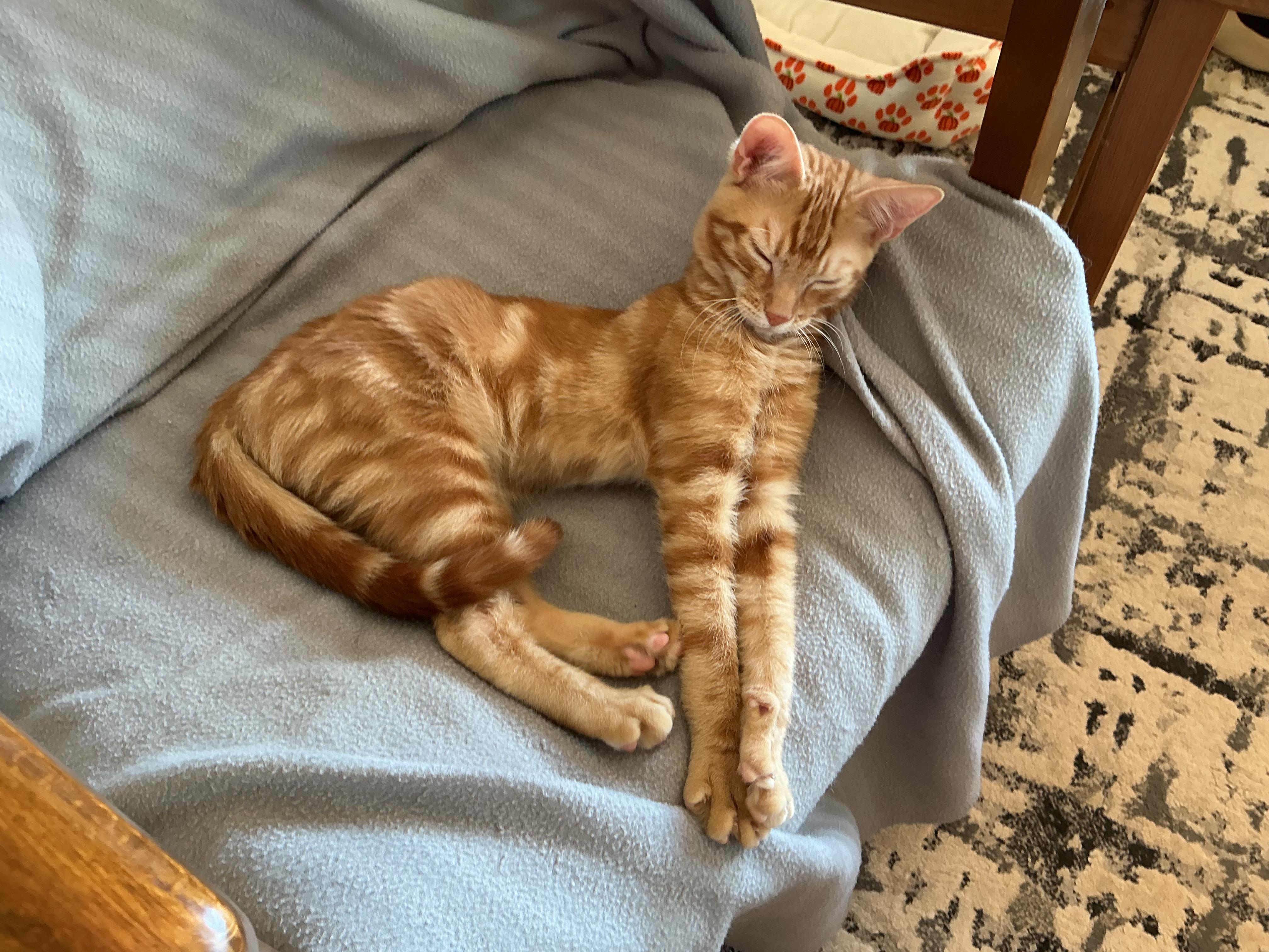 Enlarge Johnny, a Adoptable Domestic Short Hair in Sierra Vista, AZ image 2/5