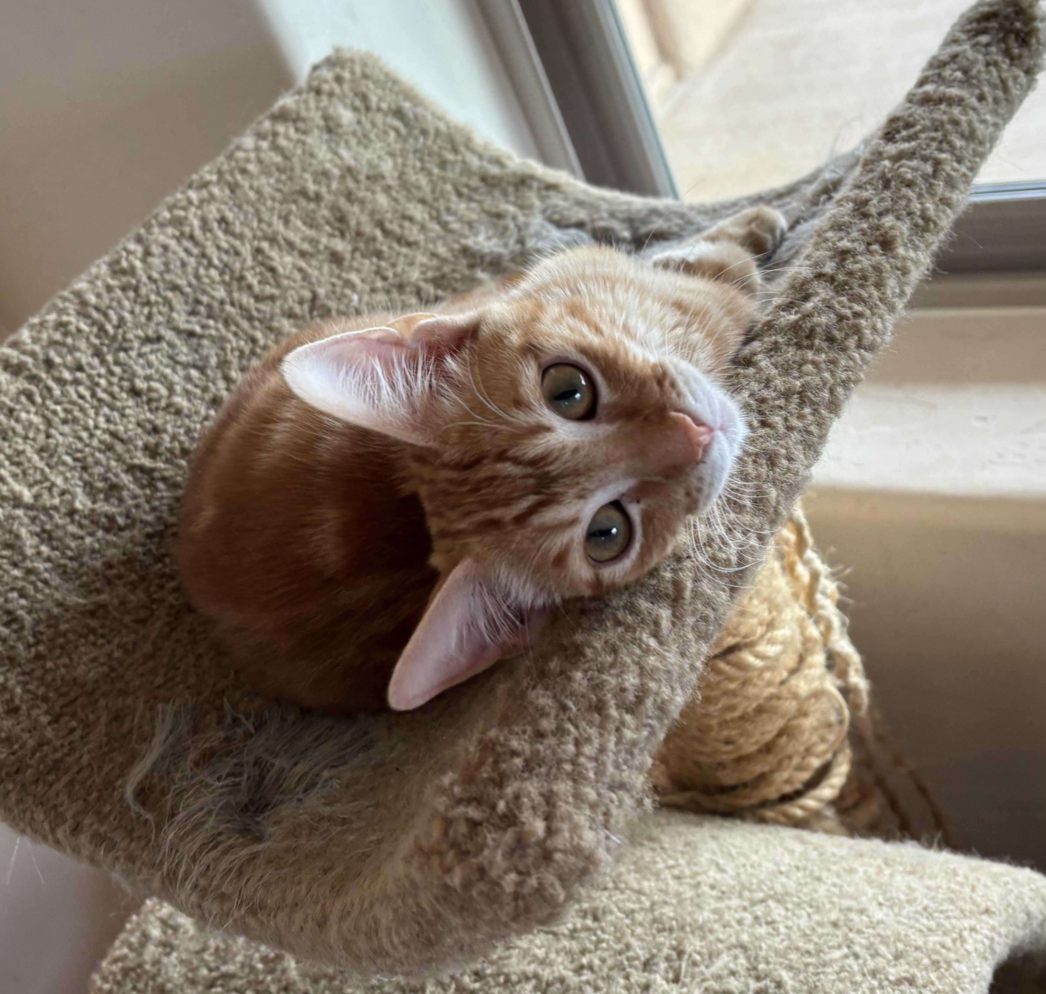 Enlarge Johnny, a Adoptable Domestic Short Hair in Sierra Vista, AZ image 4/5