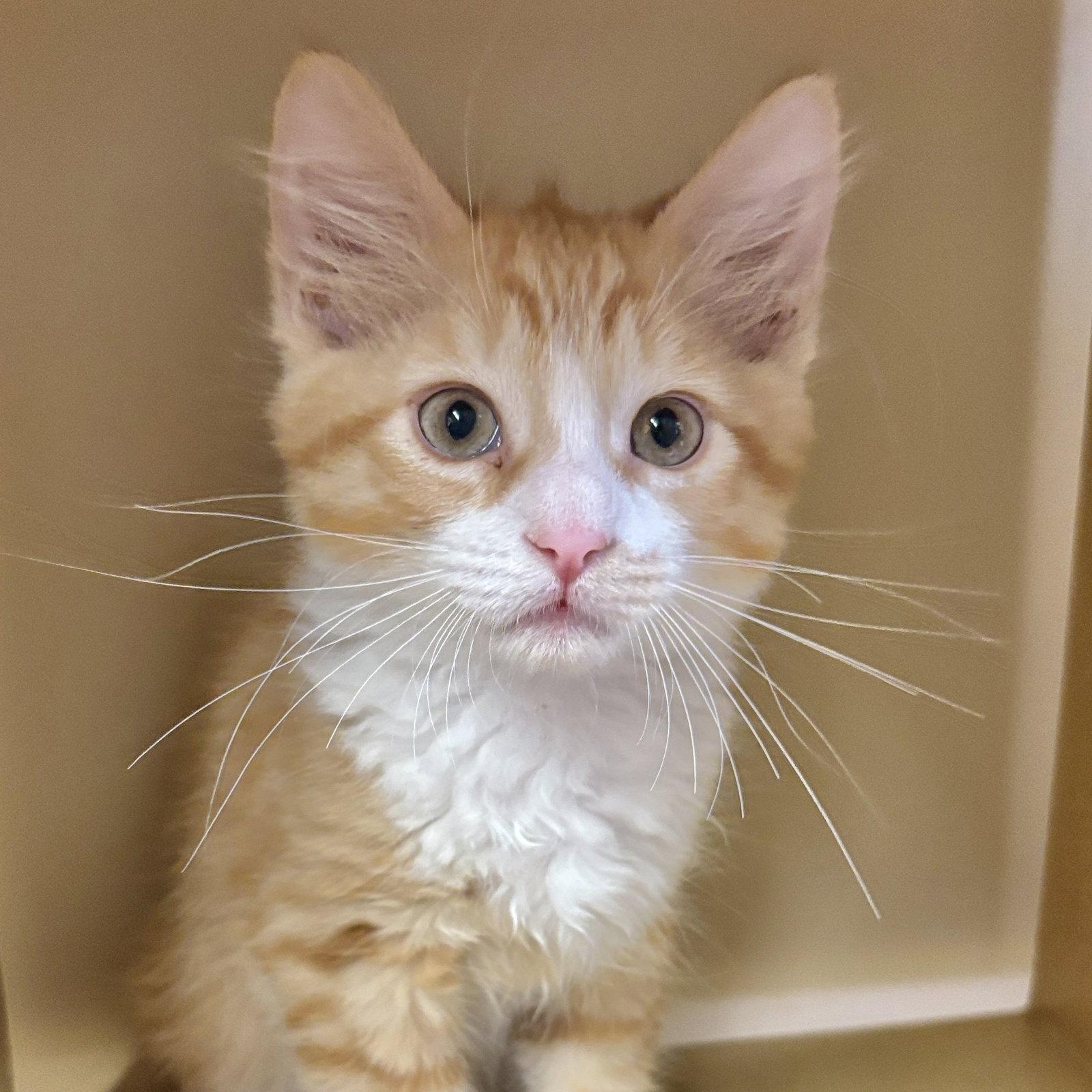 Enlarge Calvin, a Adoptable Domestic Medium Hair in Sonora, CA image 1/1