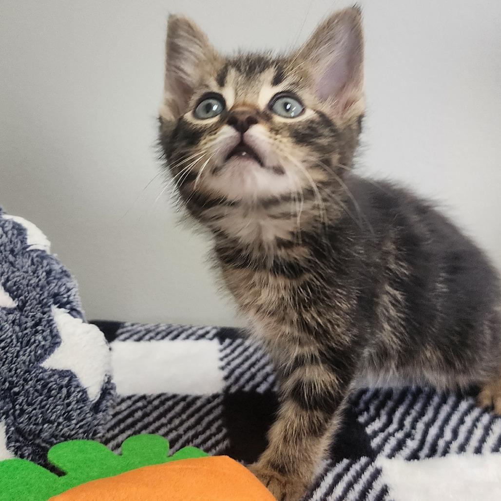 Goofy, Adoptable, Kitten Male Domestic Short Hair.