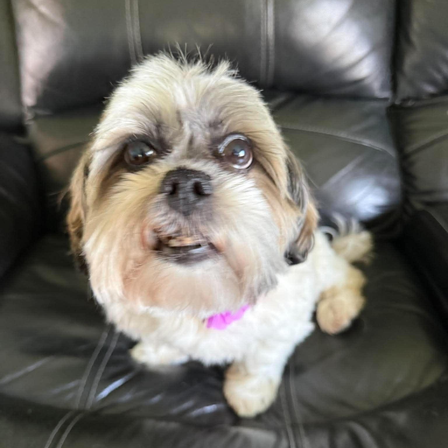 Enlarge Lily, a ADOPTABLE mixed breed in hilton, NY image 2/6