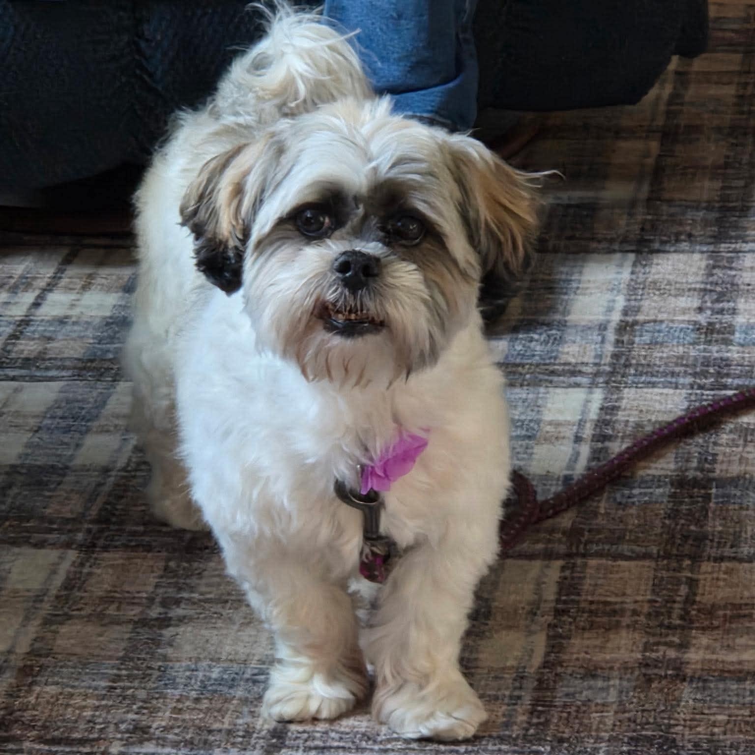 Enlarge Lily, a ADOPTABLE mixed breed in hilton, NY image 6/6