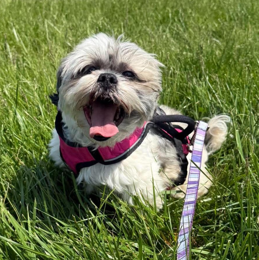 Enlarge Lily, a ADOPTABLE mixed breed in hilton, NY image 1/6