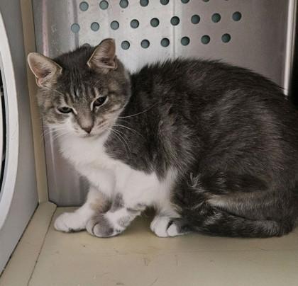 Rollie Pollie FKA Blom 1, Adoptable, Young Female Domestic Short Hair & Domestic Short Hair.