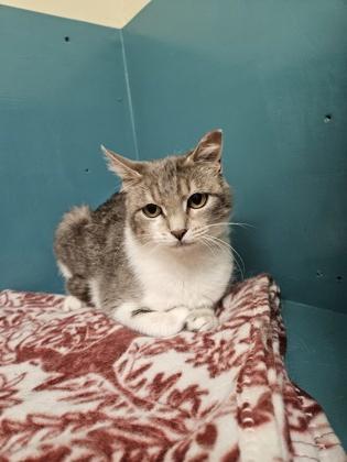 Rollie Pollie FKA Blom 1, Adoptable, Young Female Domestic Short Hair & Domestic Short Hair.