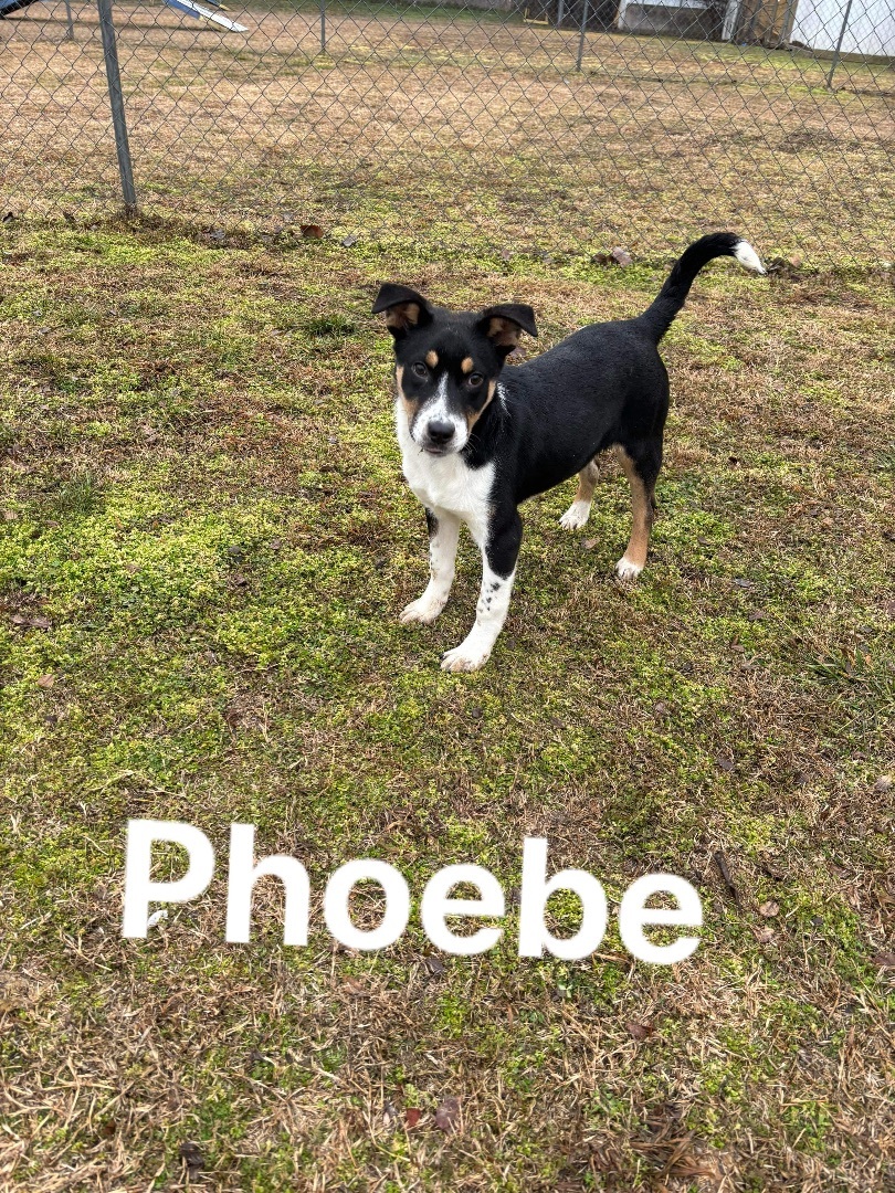 Phoebe
