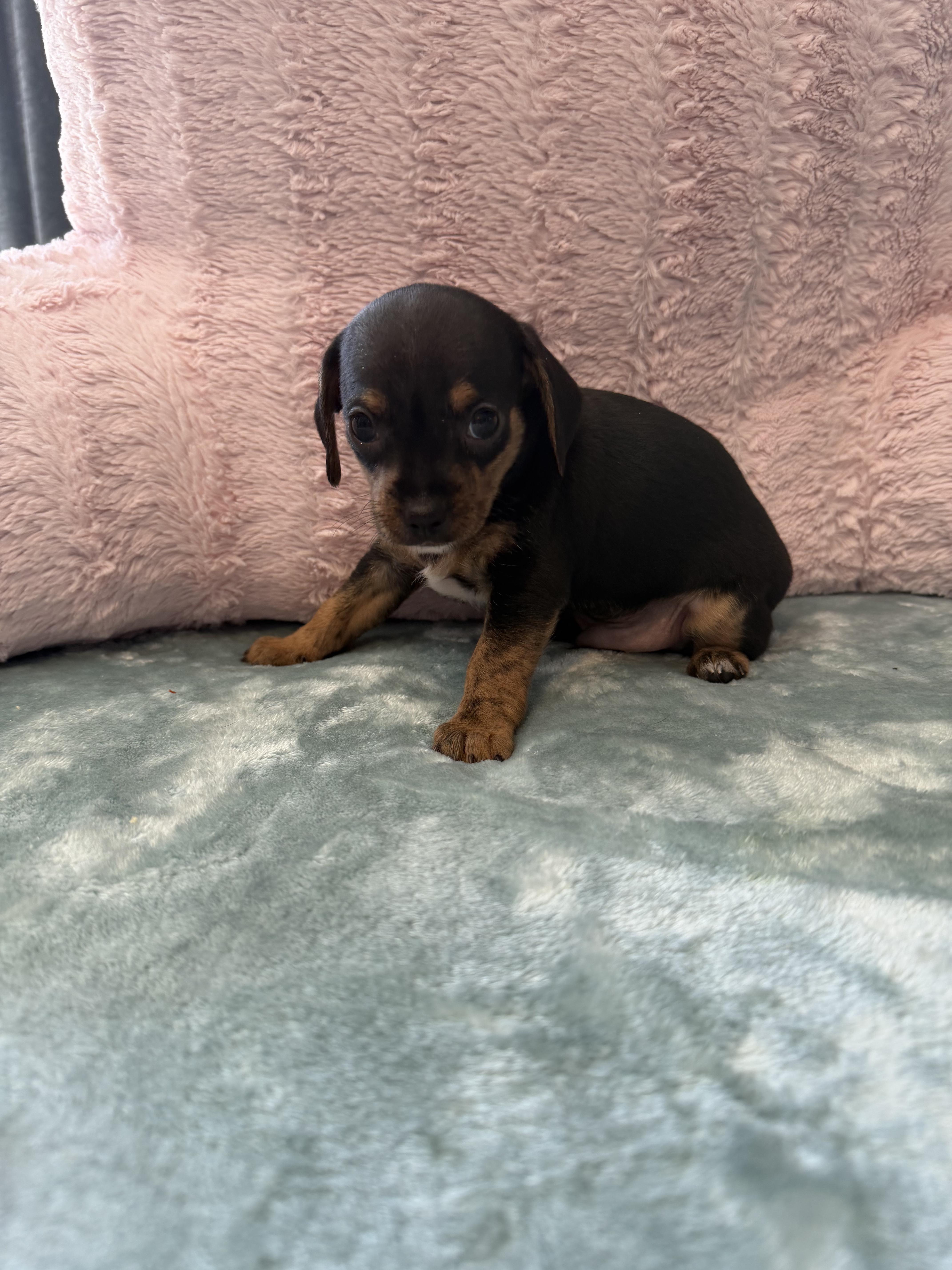 Enlarge Male B, a ADOPTABLE Chiweenie in Mary Esther, FL image 1/1