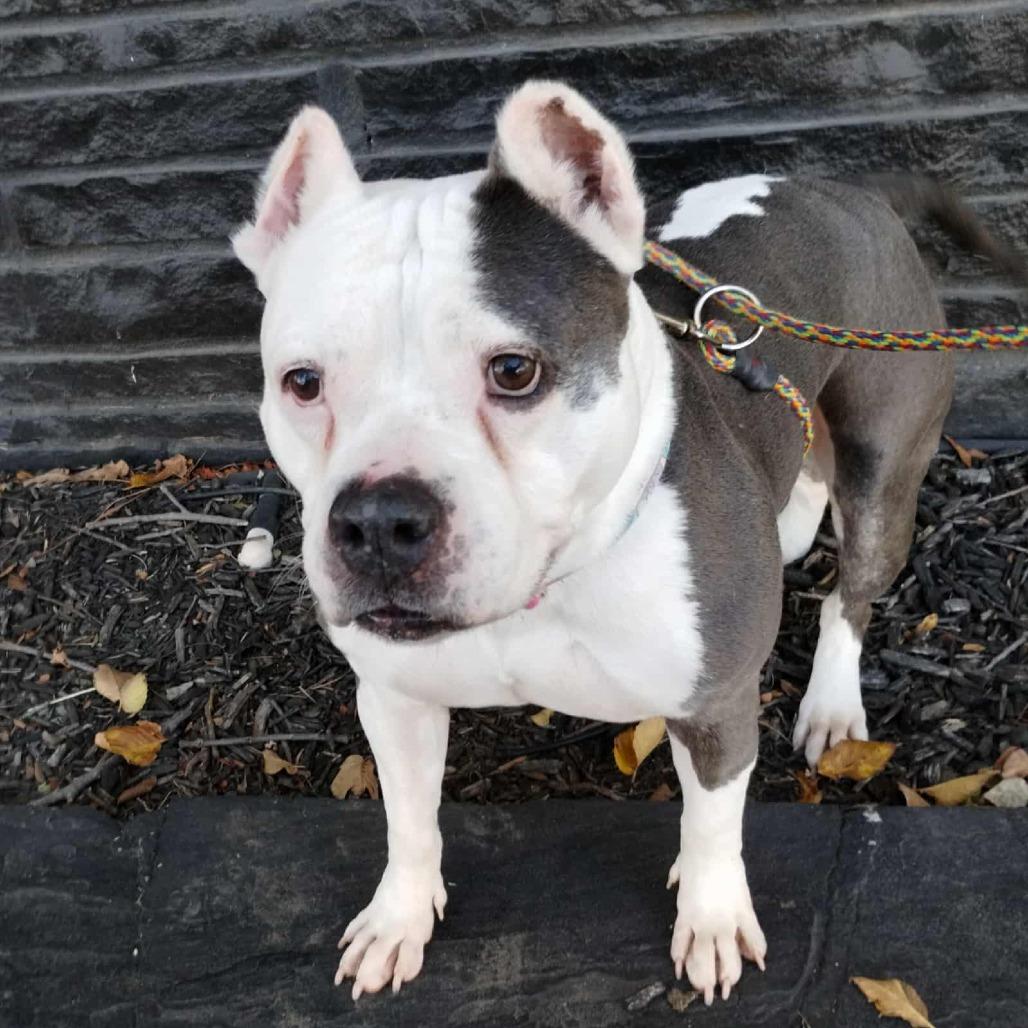 Enlarge Diva, a Adoptable Pit Bull Terrier in Wichita, KS image 1/5