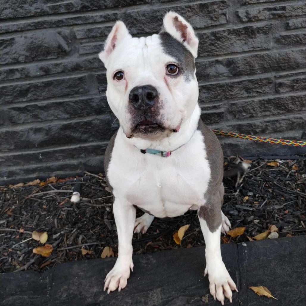Enlarge Diva, a Adoptable Pit Bull Terrier in Wichita, KS image 2/5