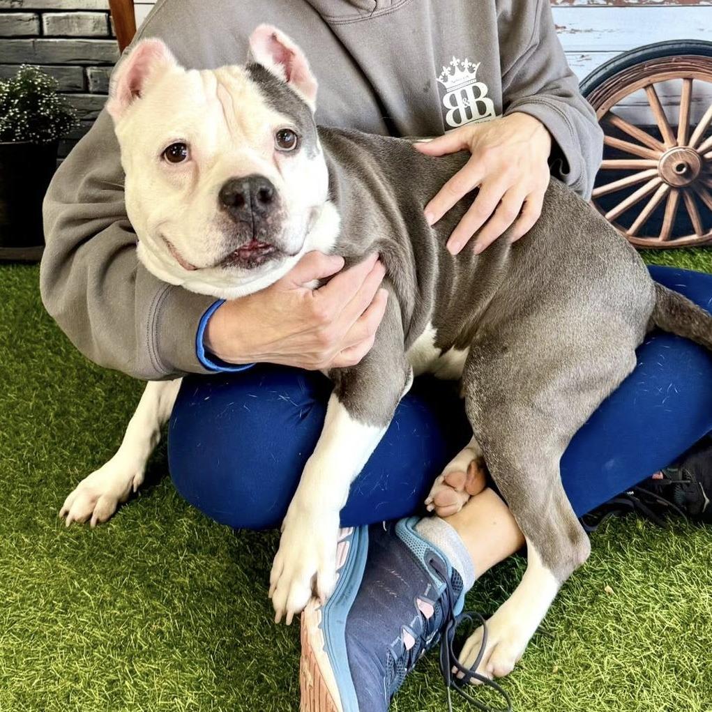 Enlarge Diva, a Adoptable Pit Bull Terrier in Wichita, KS image 3/5
