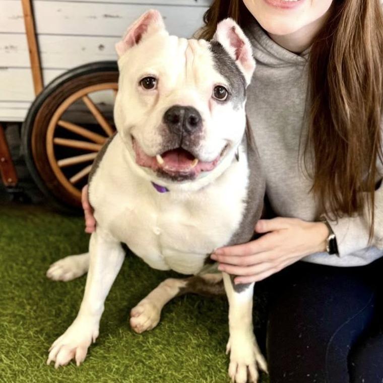 Enlarge Diva, a Adoptable Pit Bull Terrier in Wichita, KS image 4/5