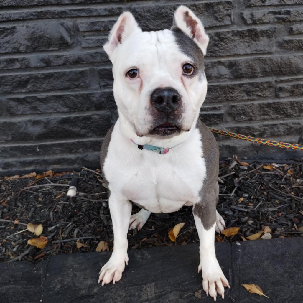 Enlarge Diva, a Adoptable Pit Bull Terrier in Wichita, KS image 5/5