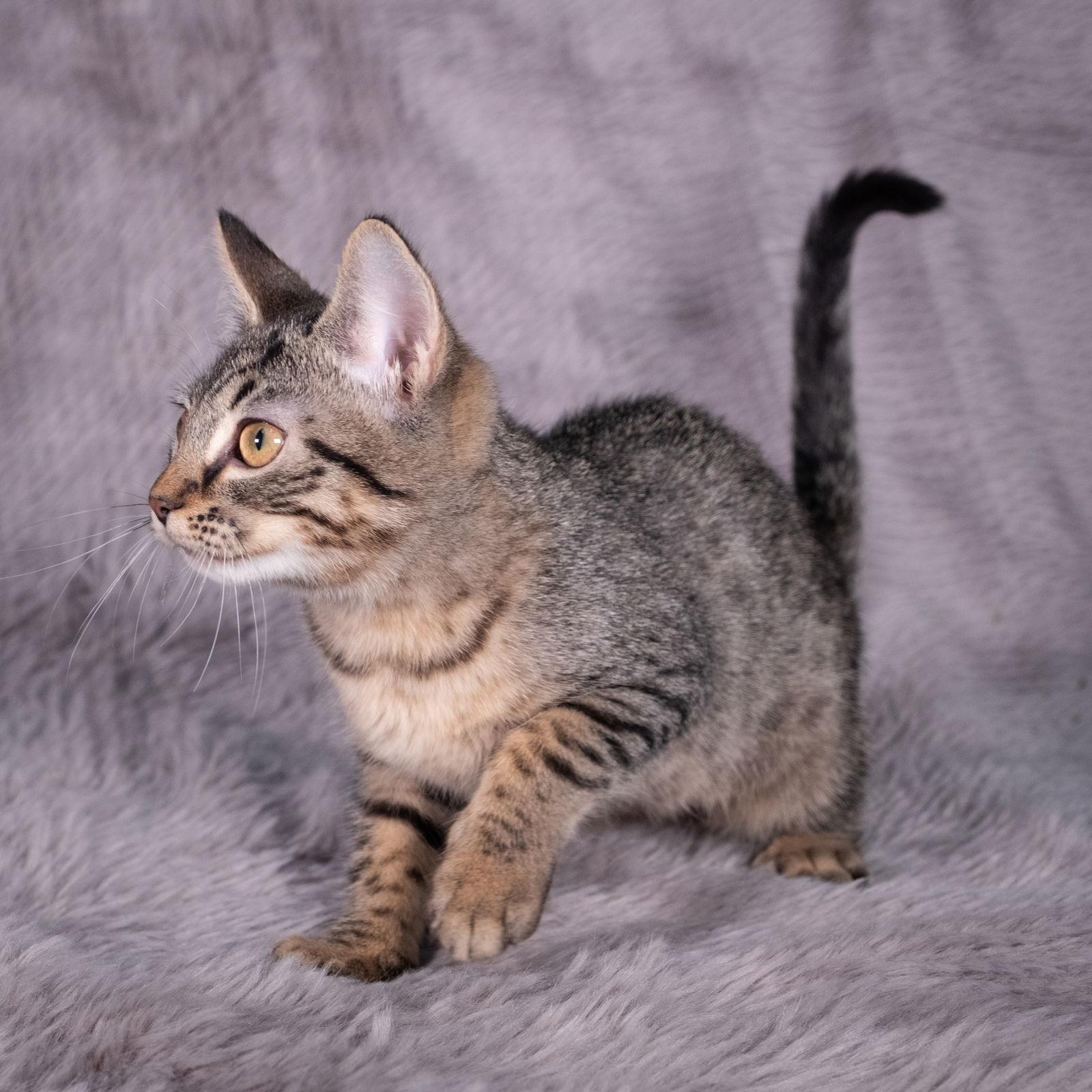 Enlarge Fleetwood - Andrea foster, a Adoptable Domestic Short Hair in Social Circle, GA image 1/3
