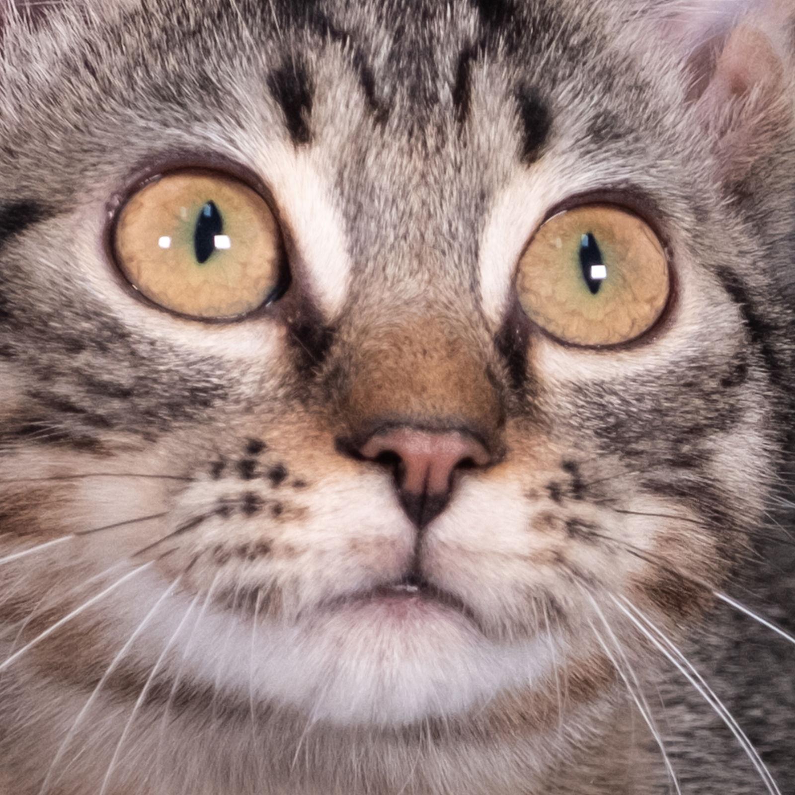 Enlarge Fleetwood - Andrea foster, a Adoptable Domestic Short Hair in Social Circle, GA image 2/3