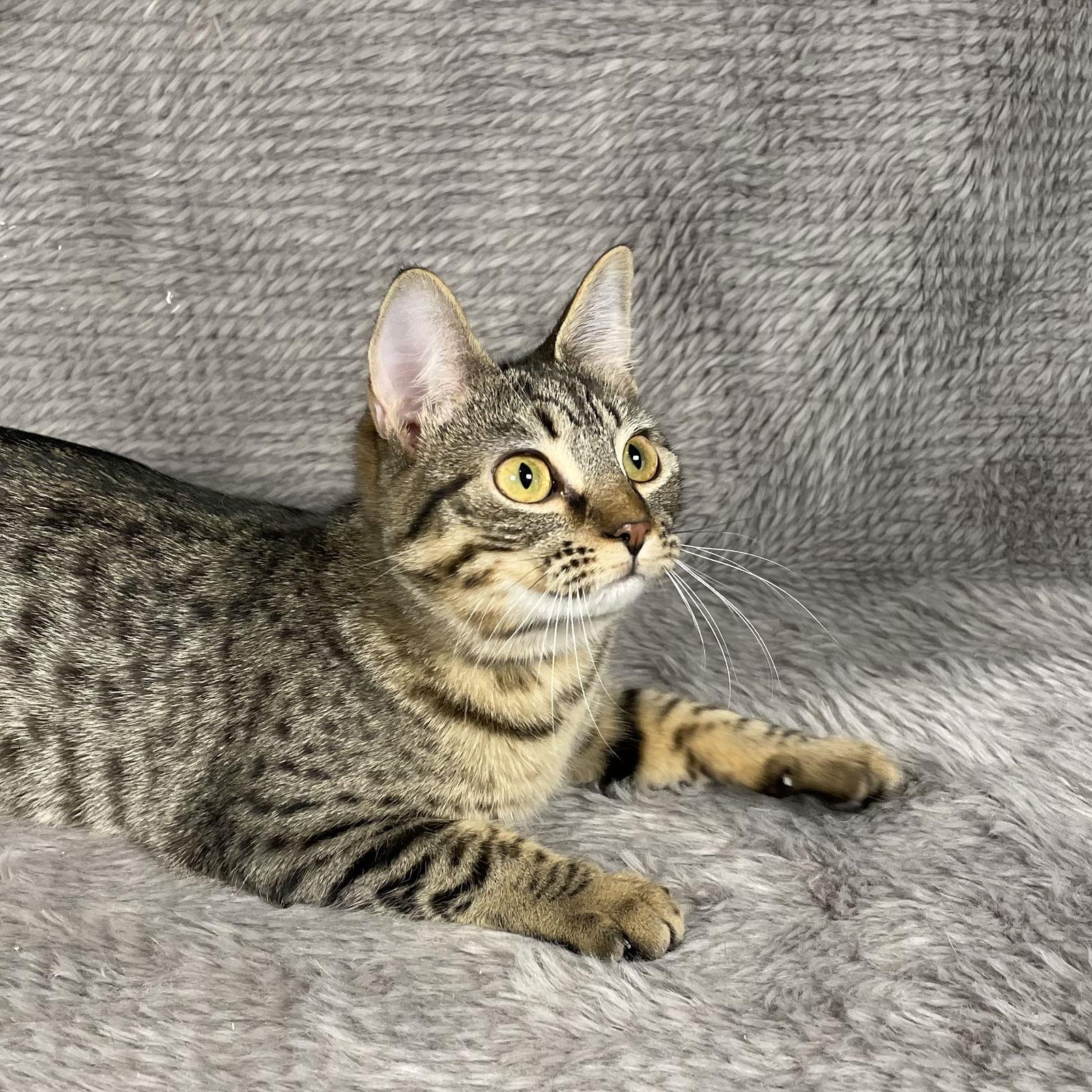 Enlarge Fleetwood - Andrea foster, a Adoptable Domestic Short Hair in Social Circle, GA image 3/3