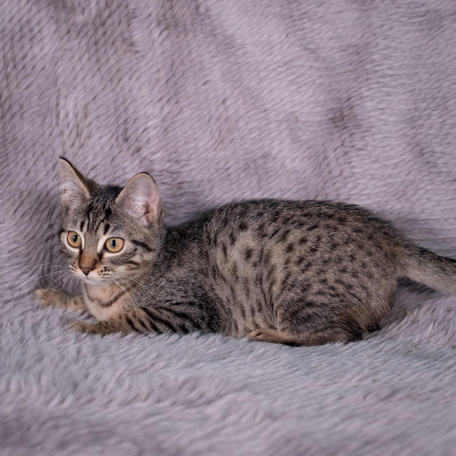 Enlarge Fleetwood - Andrea foster, a Adoptable Domestic Short Hair in Social Circle, GA image 3/3
