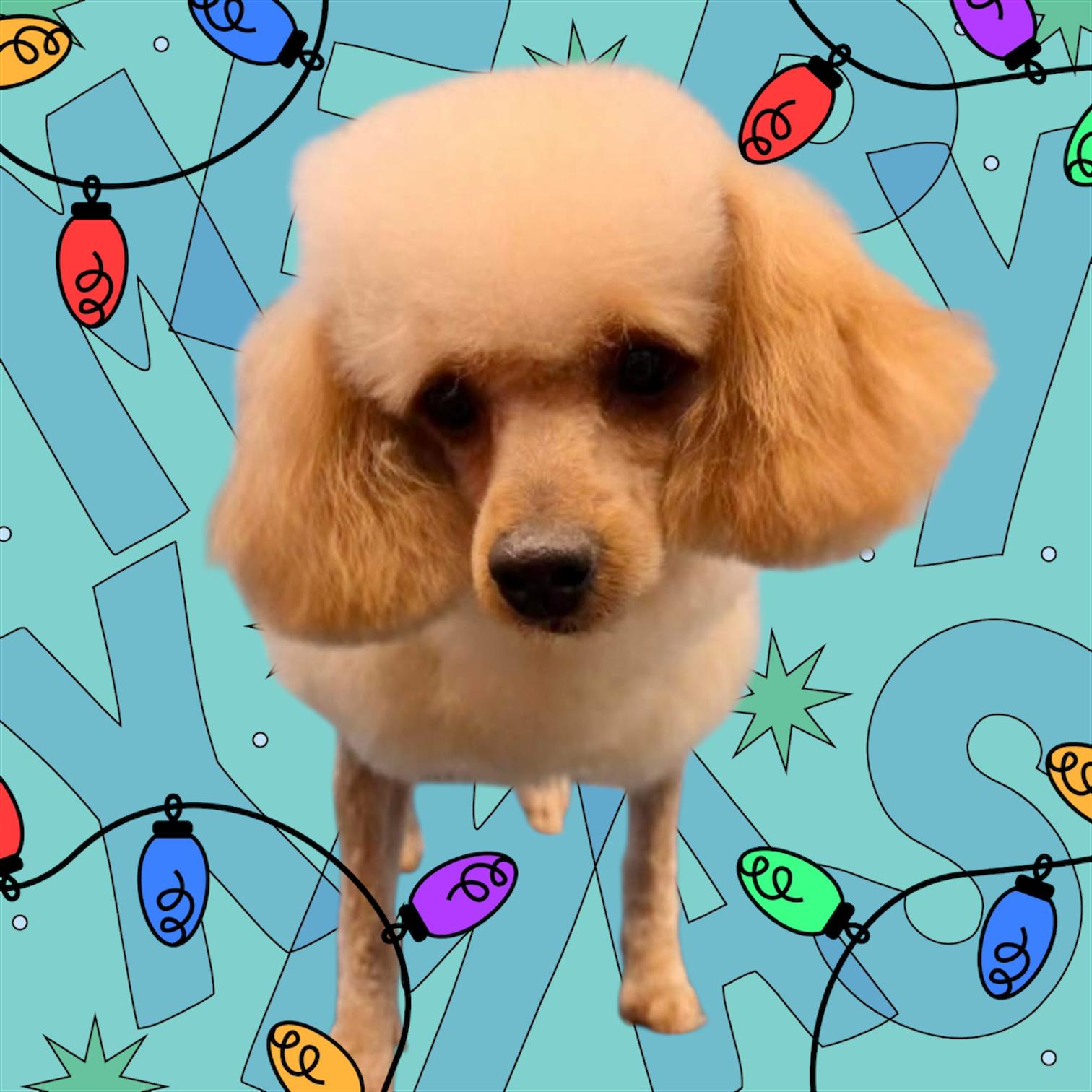 Charlie, adopted, Adult Male Poodle (Toy).