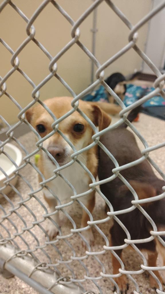 Enlarge Peaches, a Adoptable Chihuahua in Great Bend, KS image 1/2