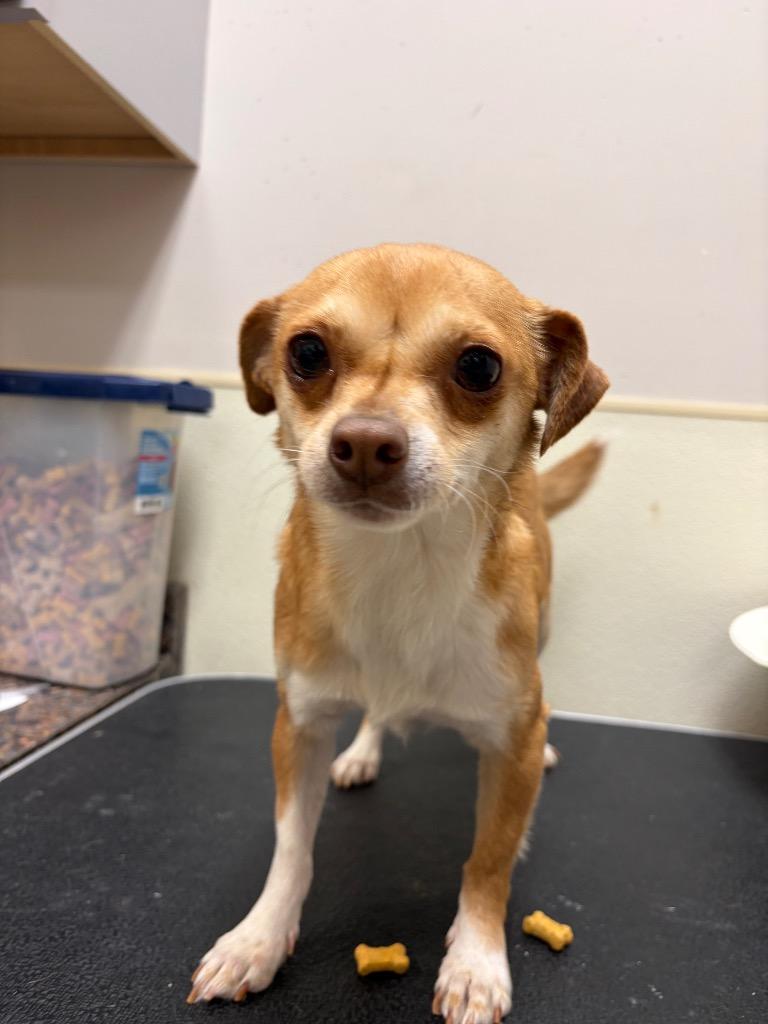 Enlarge Peaches, a Adoptable Chihuahua in Great Bend, KS image 2/2