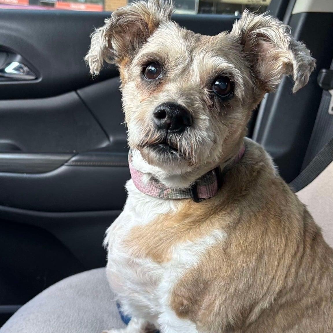 Enlarge Molly, a Adoptable mixed breed in Homer Glen, IL image 2/5