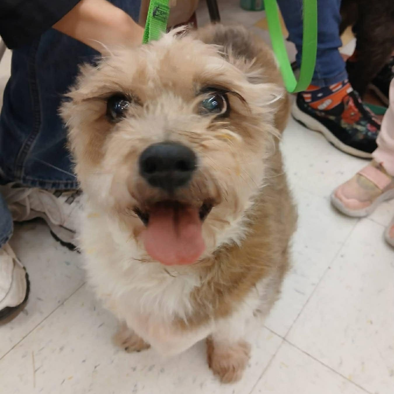 Enlarge Molly, a Adoptable mixed breed in Homer Glen, IL image 3/5