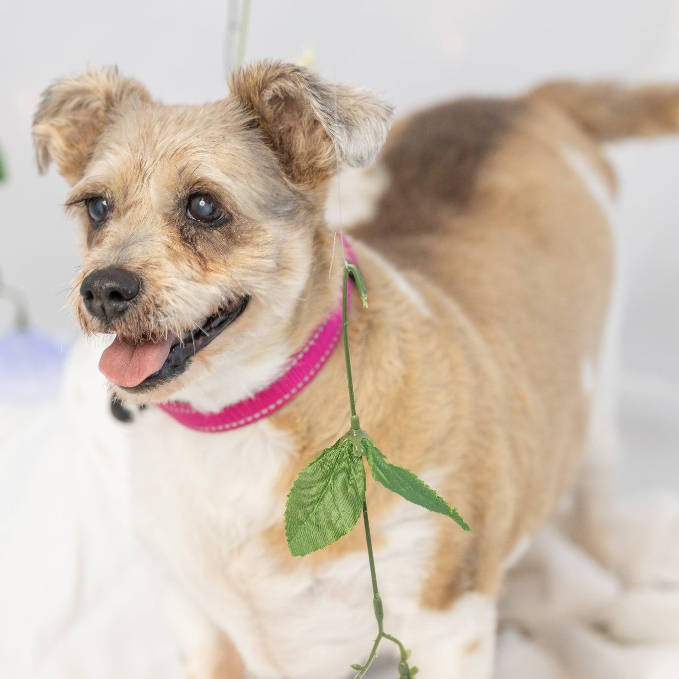 Molly, Adoptable, Senior Female Miniature Schnauzer.