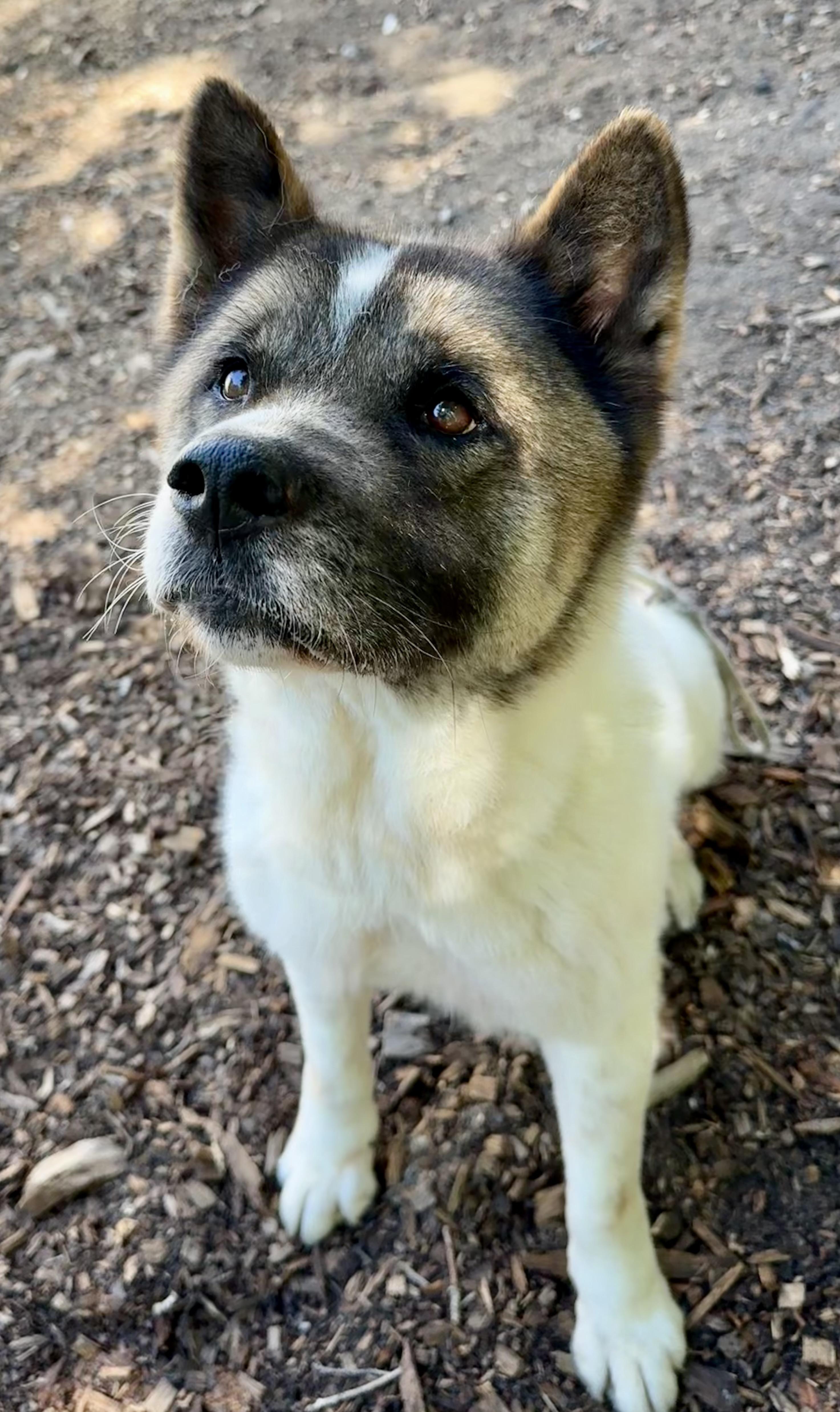 Enlarge Kiku, a ADOPTABLE Akita in Toms River, NJ image 1/4