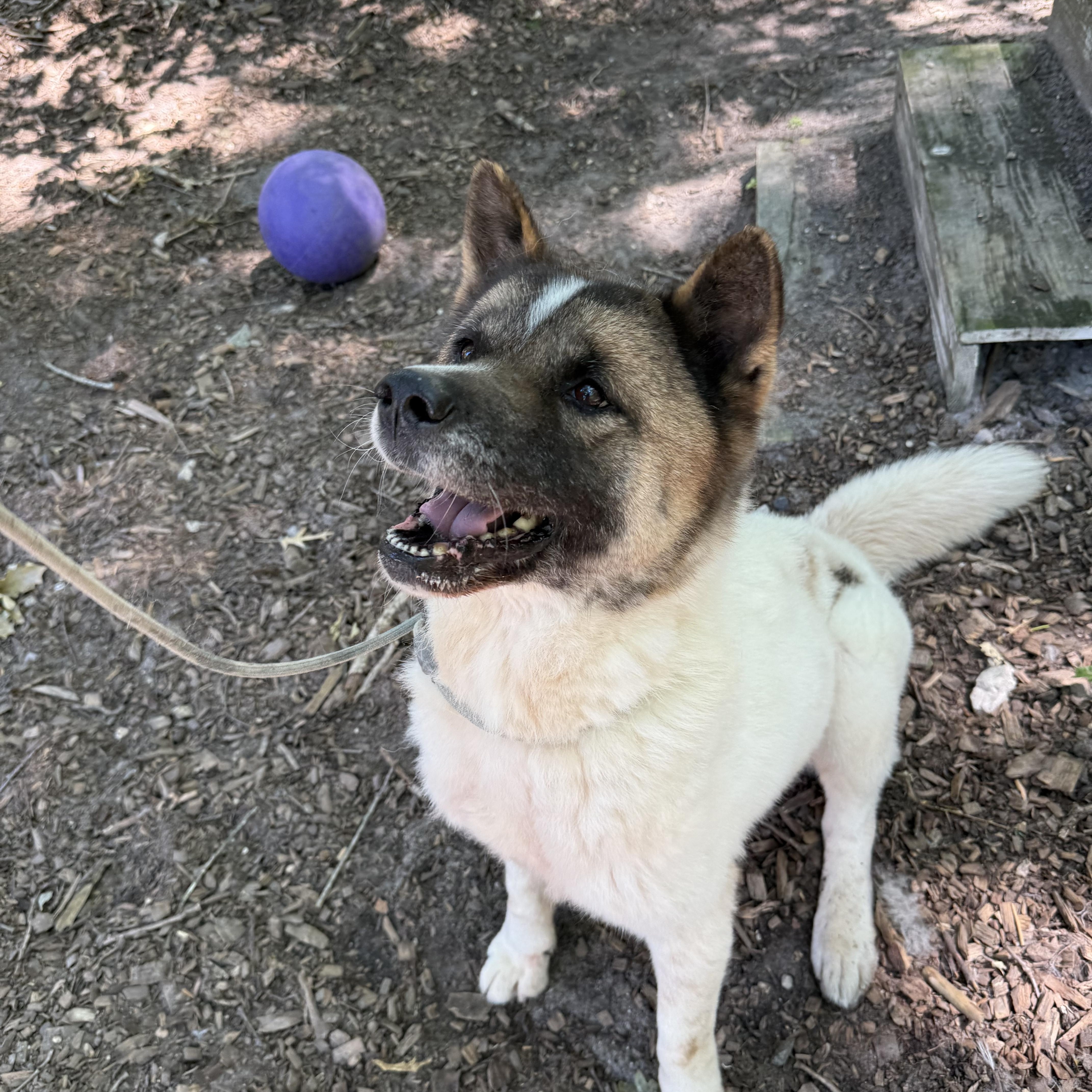 Enlarge Kiku, a ADOPTABLE Akita in Toms River, NJ image 3/4