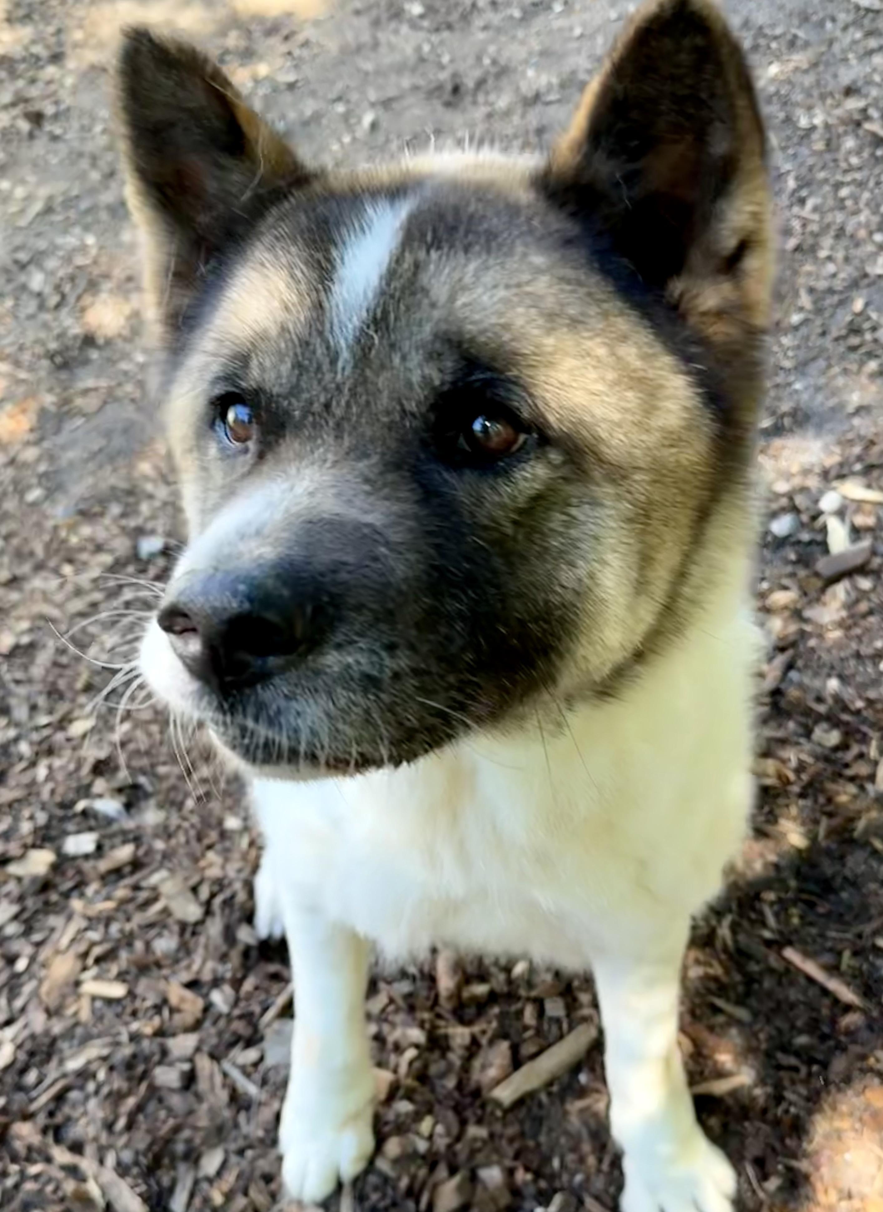 Enlarge Kiku, a ADOPTABLE Akita in Toms River, NJ image 4/4