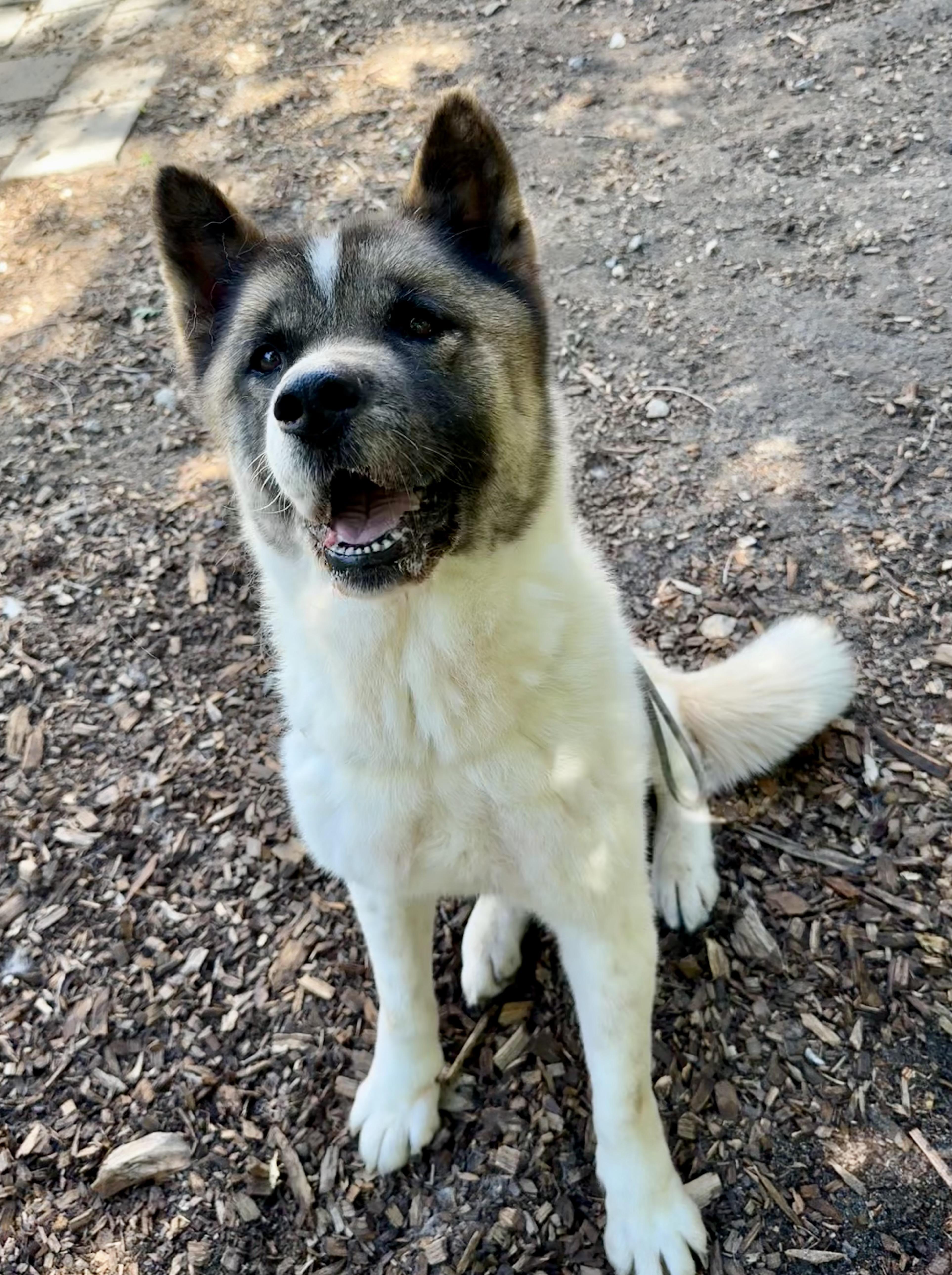 Enlarge Kiku, a ADOPTABLE Akita in Toms River, NJ image 2/4