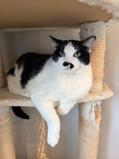 Queen Elizabeth, Adoptable, Young Female Domestic Short Hair & Domestic Short Hair.