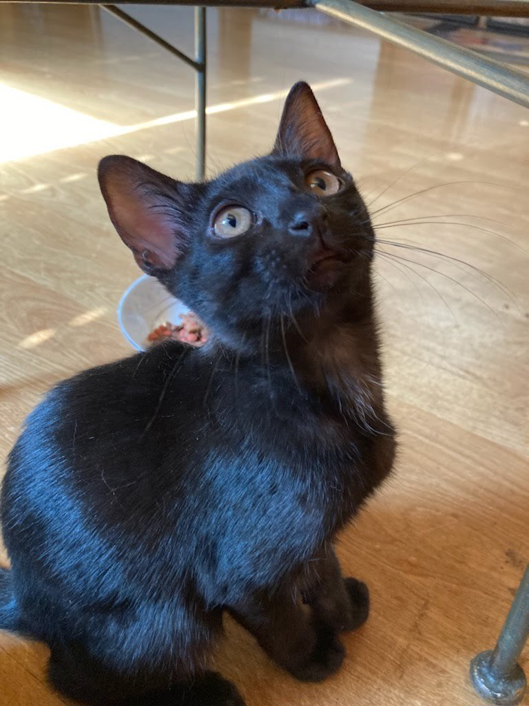 Koala , Adopted, Kitten Male Domestic Short Hair.